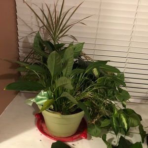 Meet your Posher, Nedra